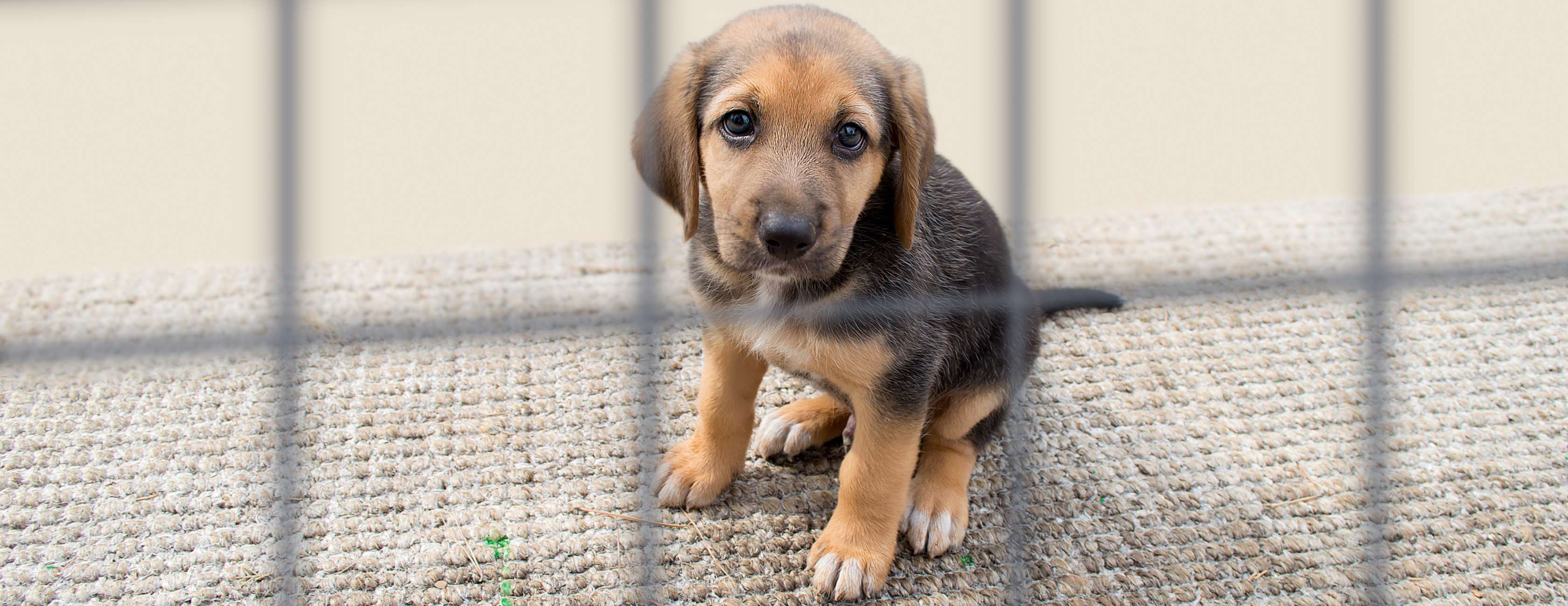  Allianz - Hunderassen für Anfänger: Ein kleiner Welpe sitzt im Tierheim hinter Gittern.