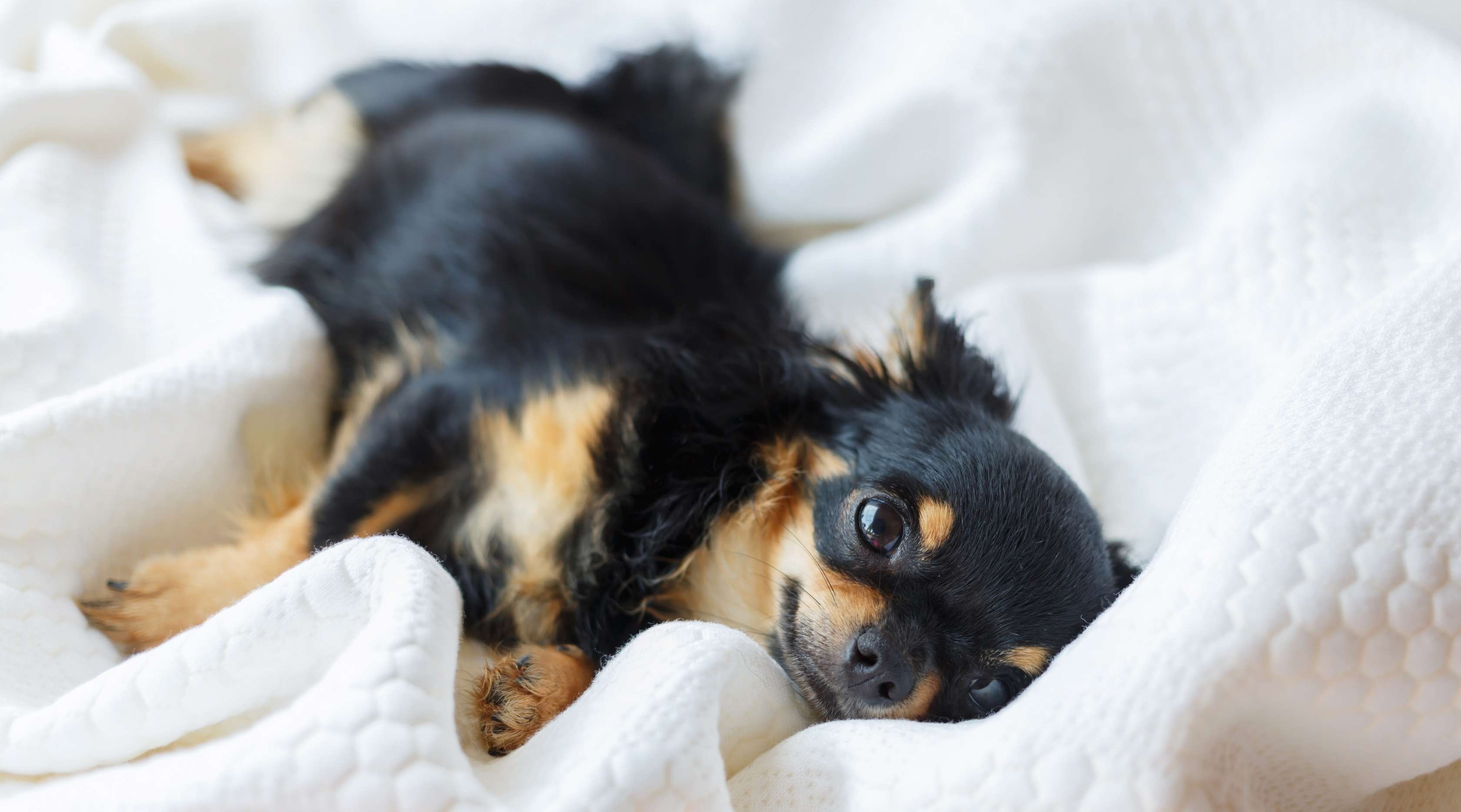 Allianz - Hunderassen für Anfänger: Ein kleiner Chihuahua liegt in einem Bett.