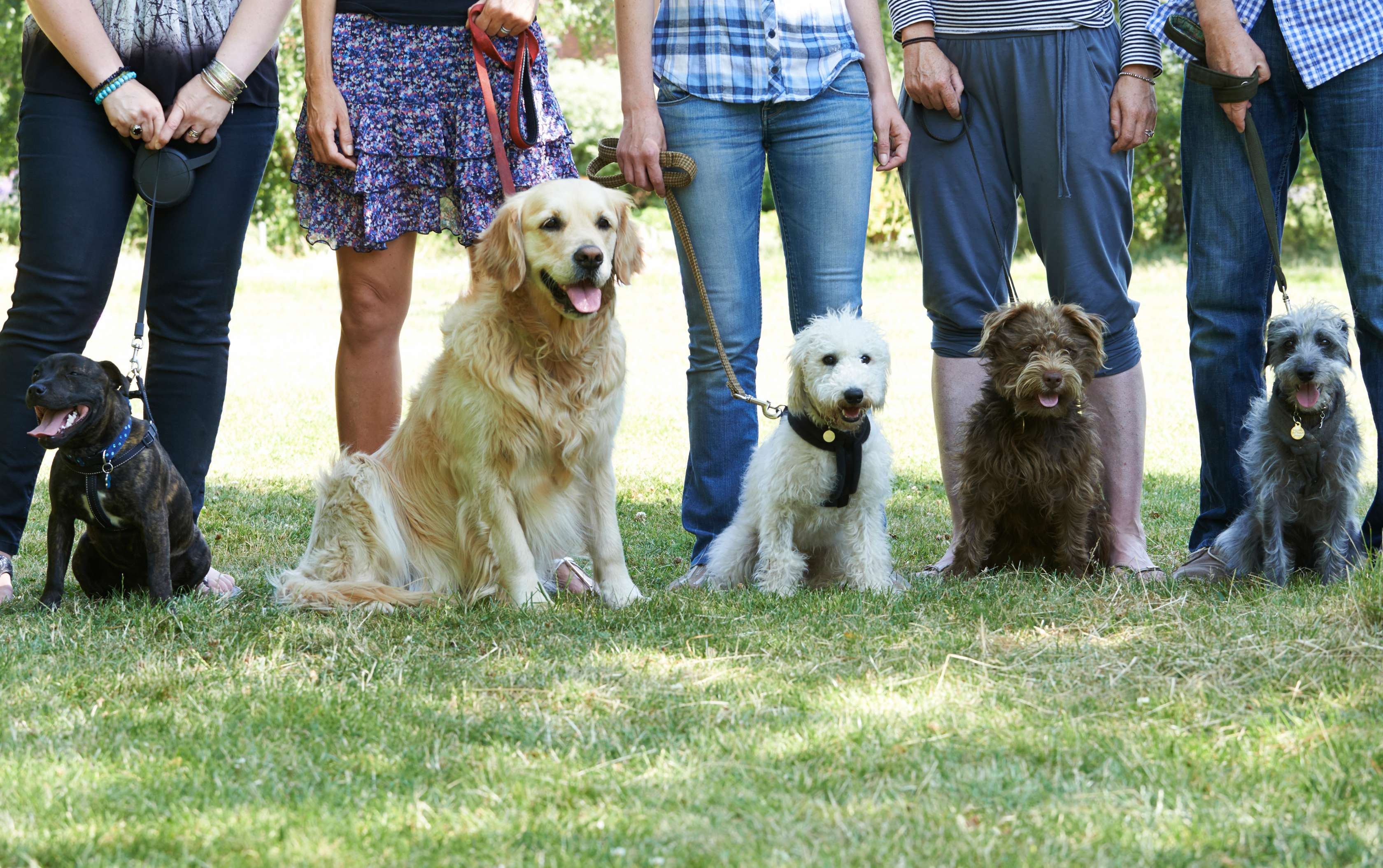 Allianz - Die richtige Hundeerziehung ist das A und O: Hundebesitzer mit Hunden an der Leine