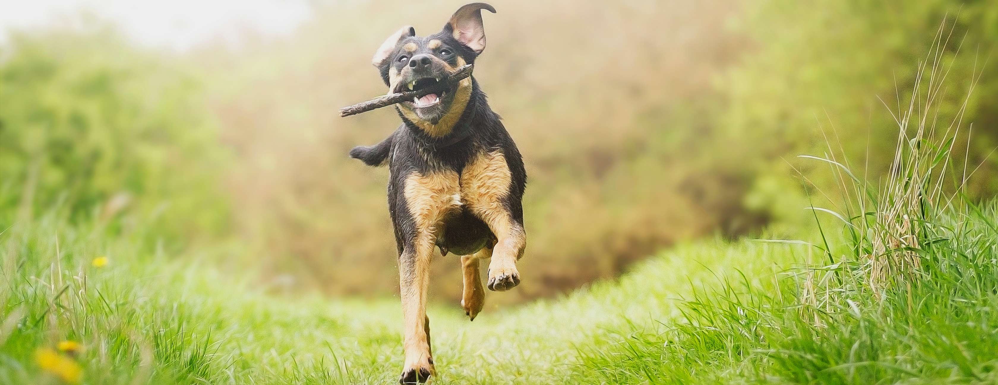 Artgerechte Haltung: Das sollten Sie beachten: Hund mit Stock im Maul rennt über eine Wiese