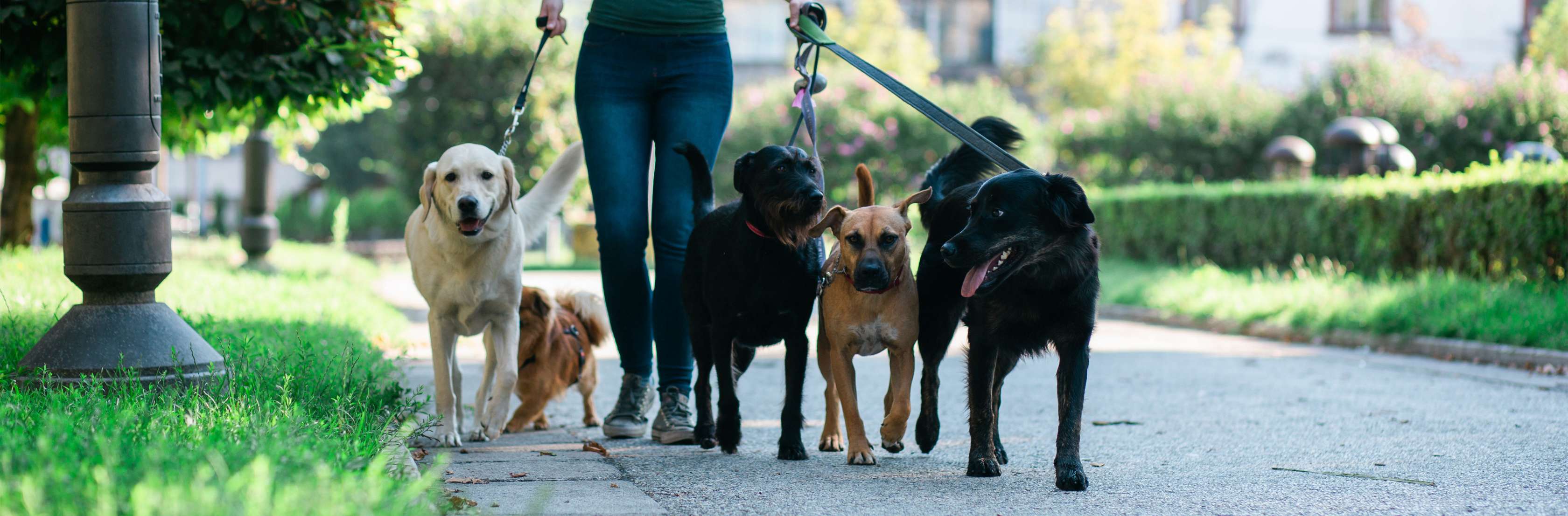 Hundesitter: Zahlt die Hundehaftpflicht für entstandene Schäden?