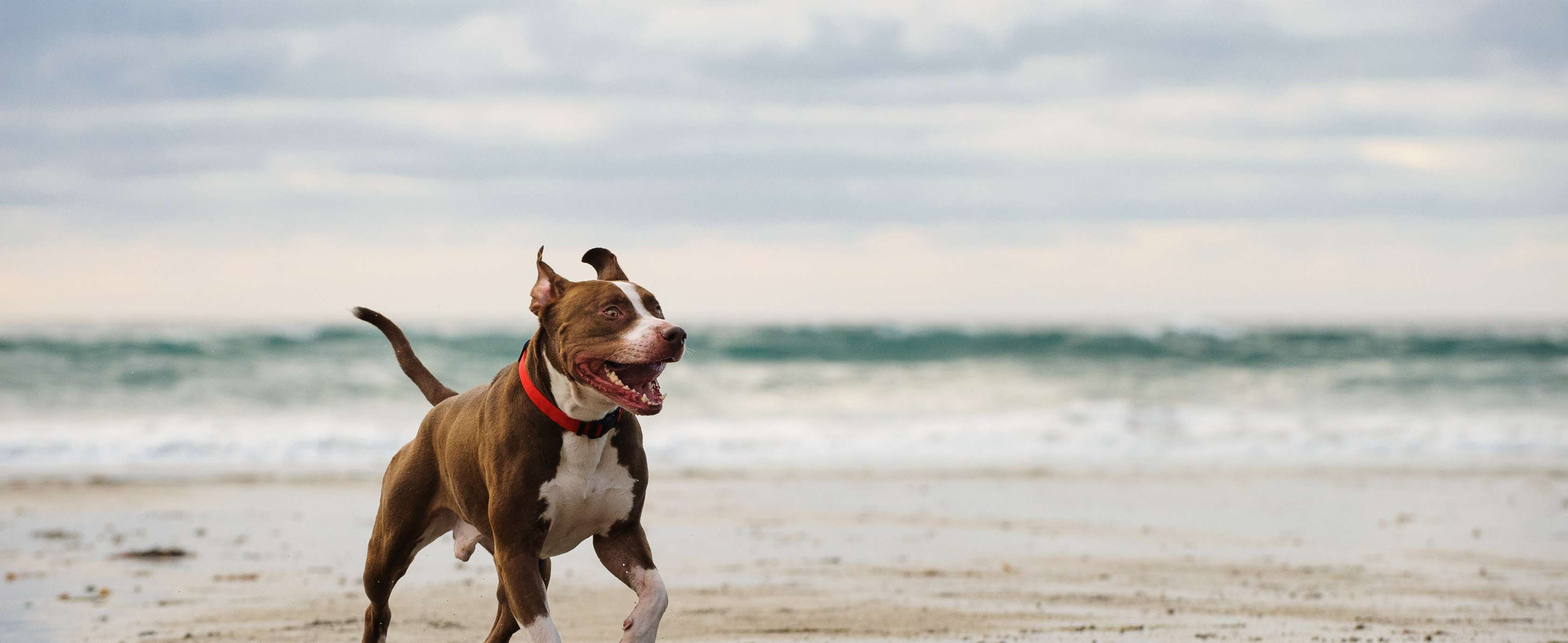 Pitbull, der als Listenhund gilt, rennt am Strand entlang