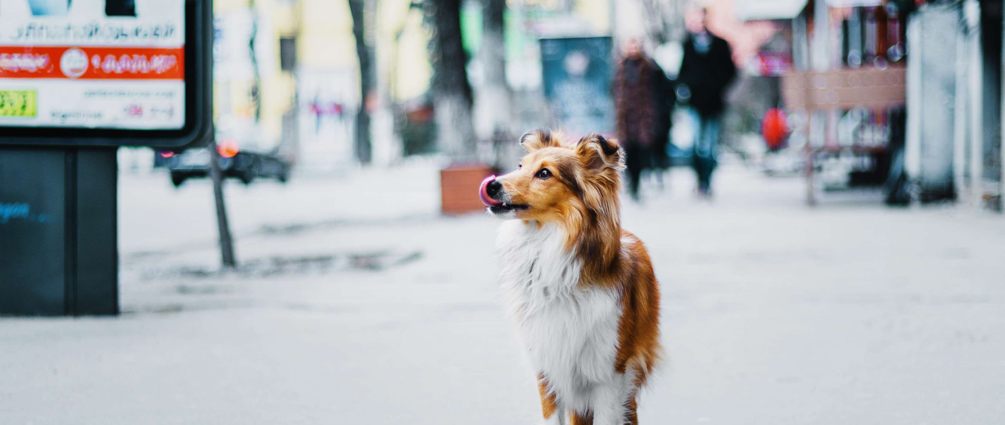 Ein Hund läuft ohne Leine alleine durch eine Stadt