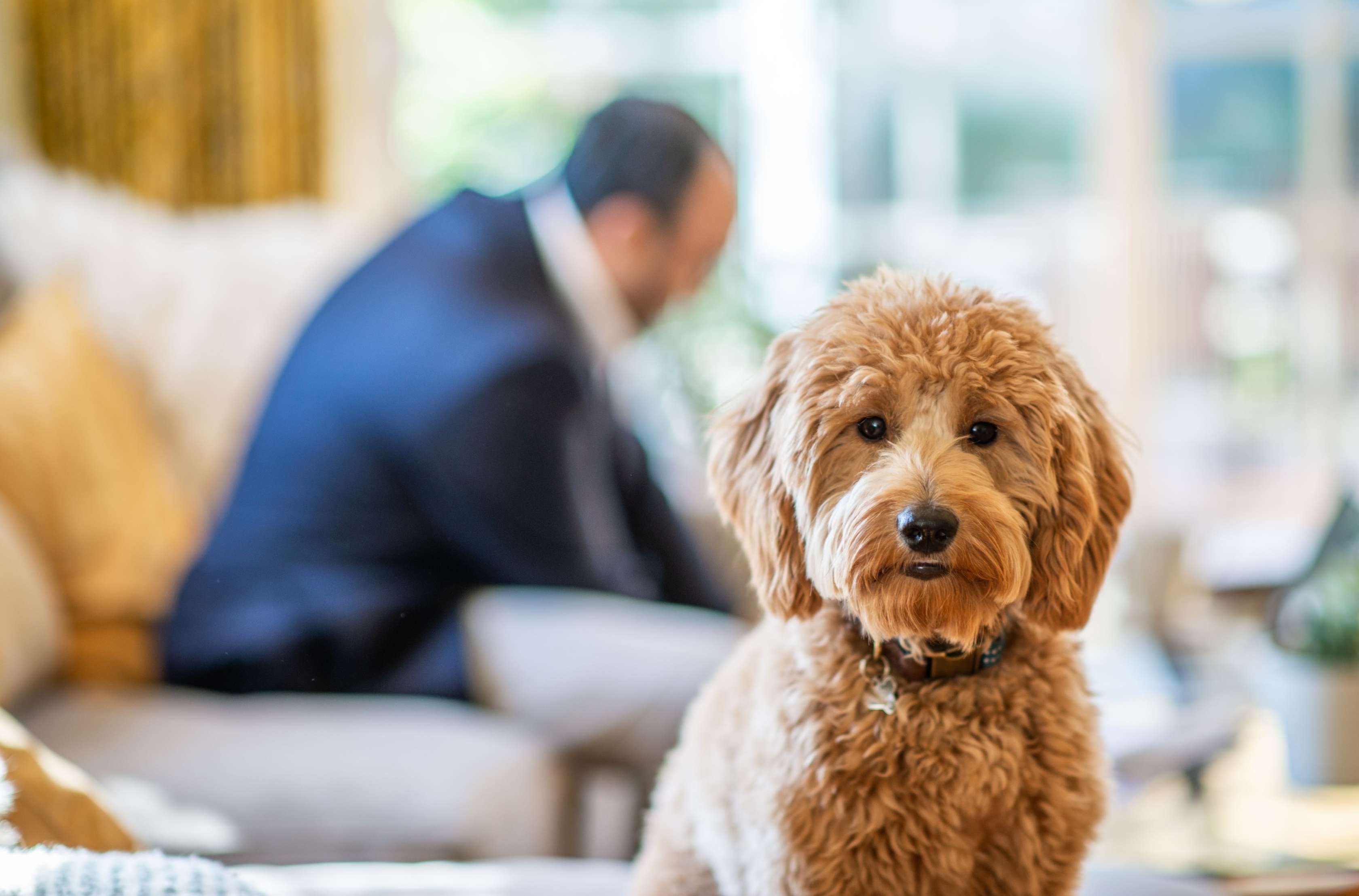 Hundeversicherung: Ein Pudel steht in einem Wohnzimmer und schaut den Betrachter an