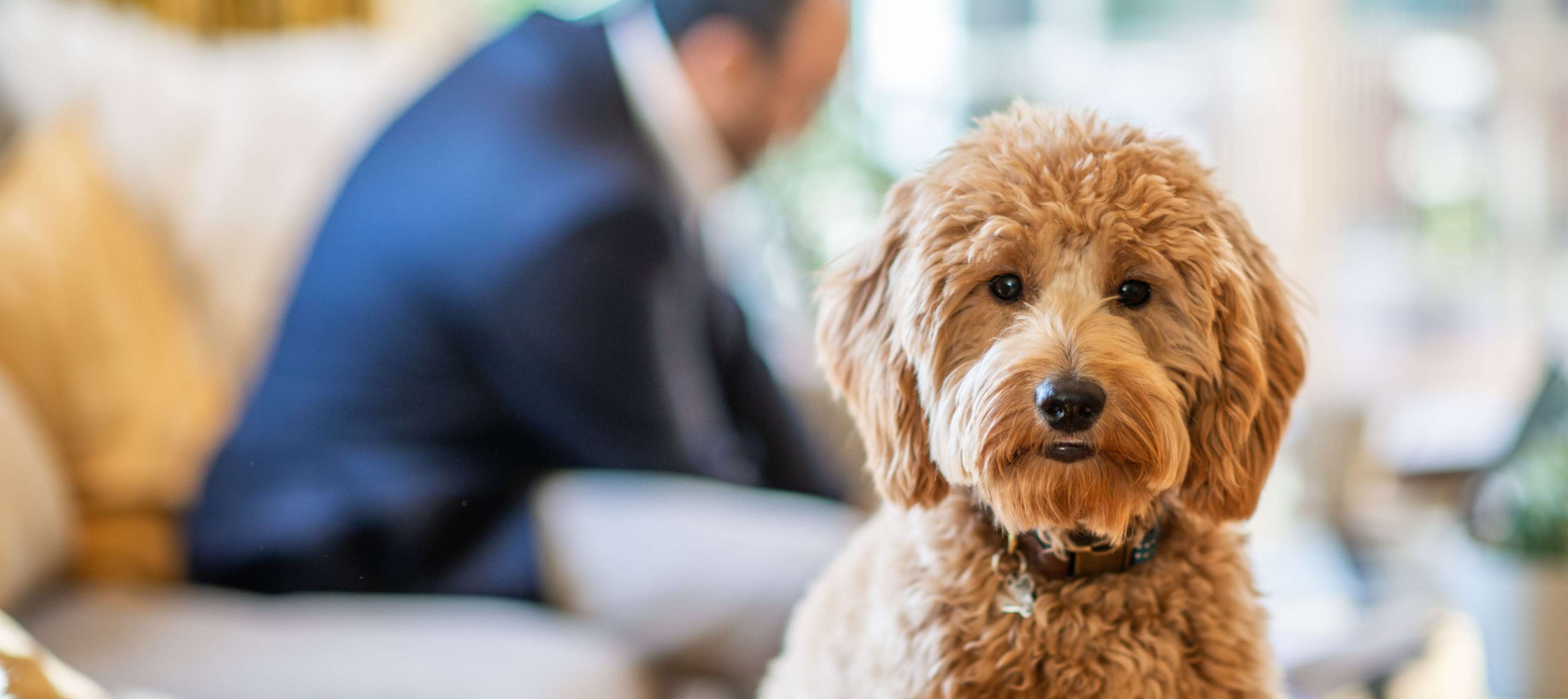 Hundeversicherung: Ein Pudel steht in einem Wohnzimmer und schaut den Betrachter an