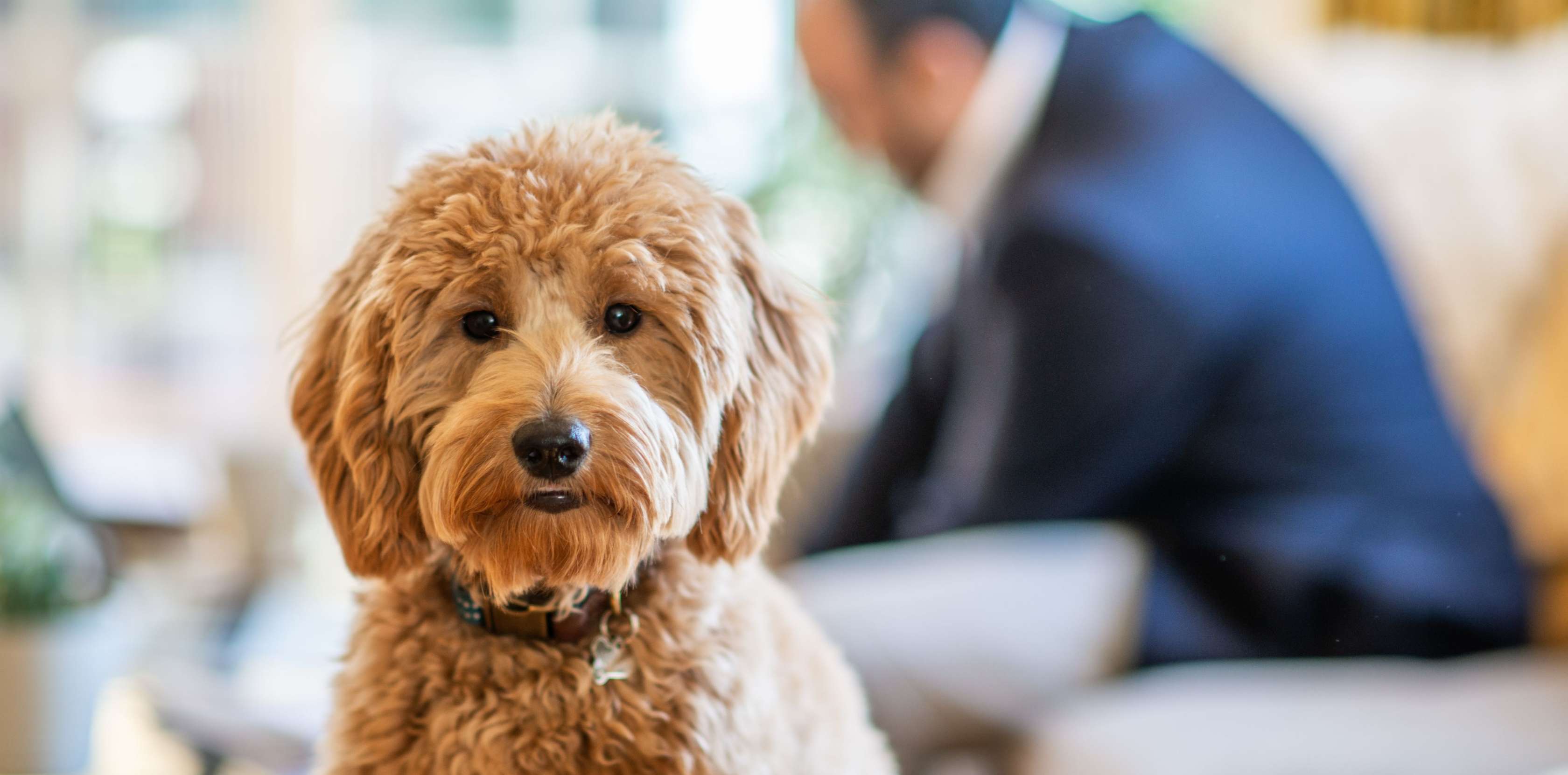 Hundeversicherung: Ein Pudel steht in einem Wohnzimmer und schaut den Betrachter an