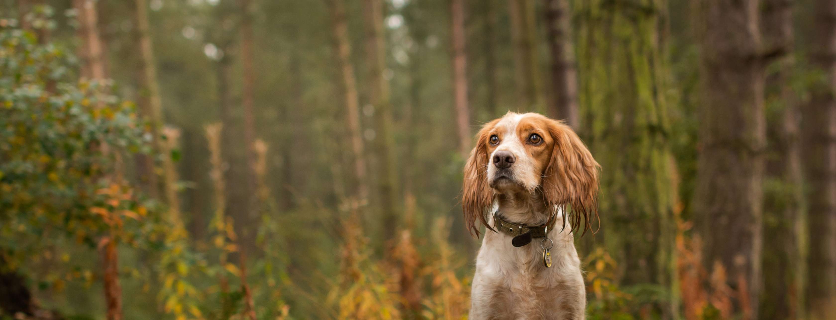 Jagdhund versichern: Ein Jagdhund steht auf einem Baumstumpf im Wald