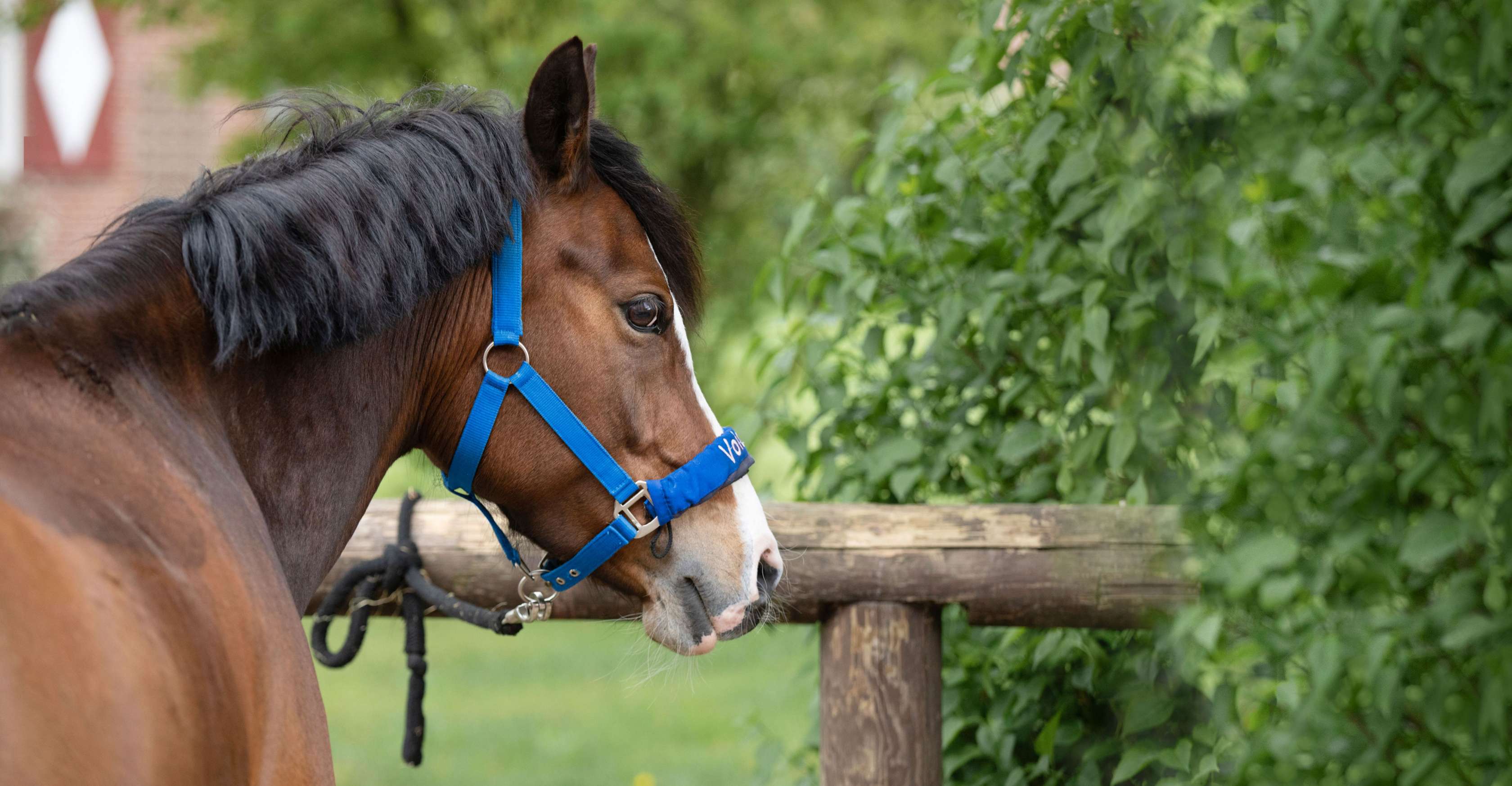 Pferdehalterhaftpflichtversicherung: Reitlehrerin führt Reitschülerin auf einem Pony an der Longe