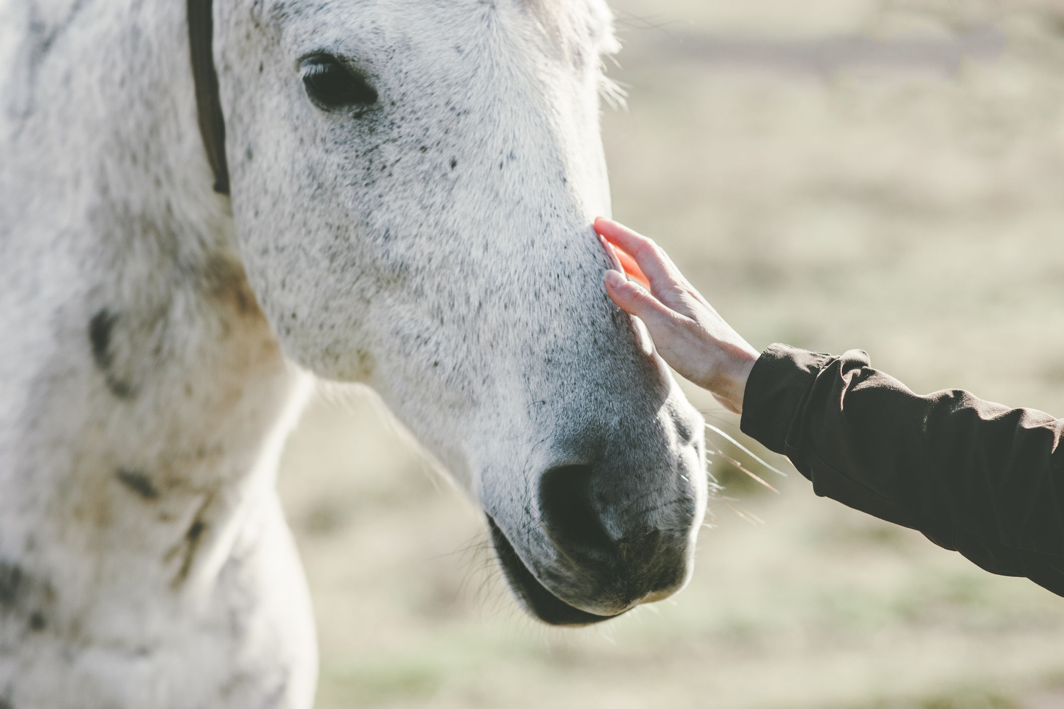 Allianz - Pferd Bodenarbeit: Hand berührt Pferdekopf