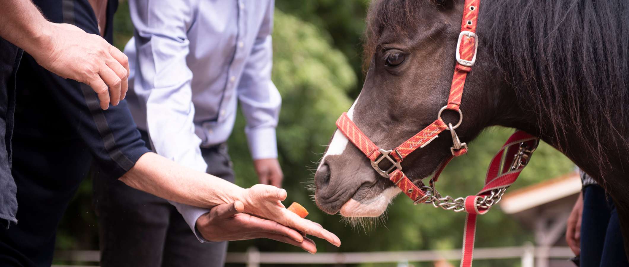 Allianz - Pferd Bodenarbeit: Pferd wird mit Karotte bei Training belohnt