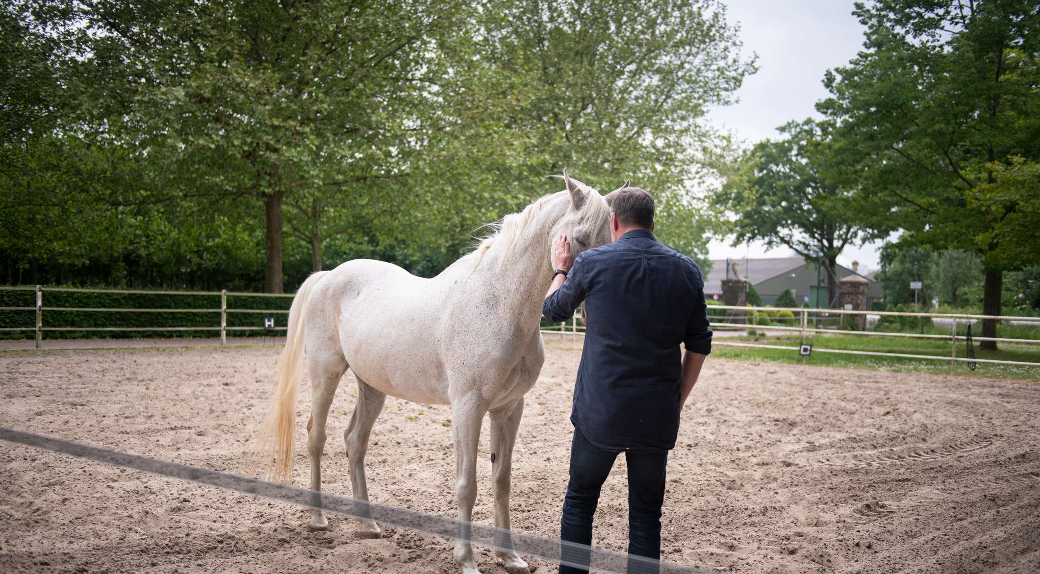 Allianz - Pferdeversicherung - Bodenarbeit für das Pferd: Mann steht in einem Dressurviereck vor einem weißen Pferd und berührt es am Kopf