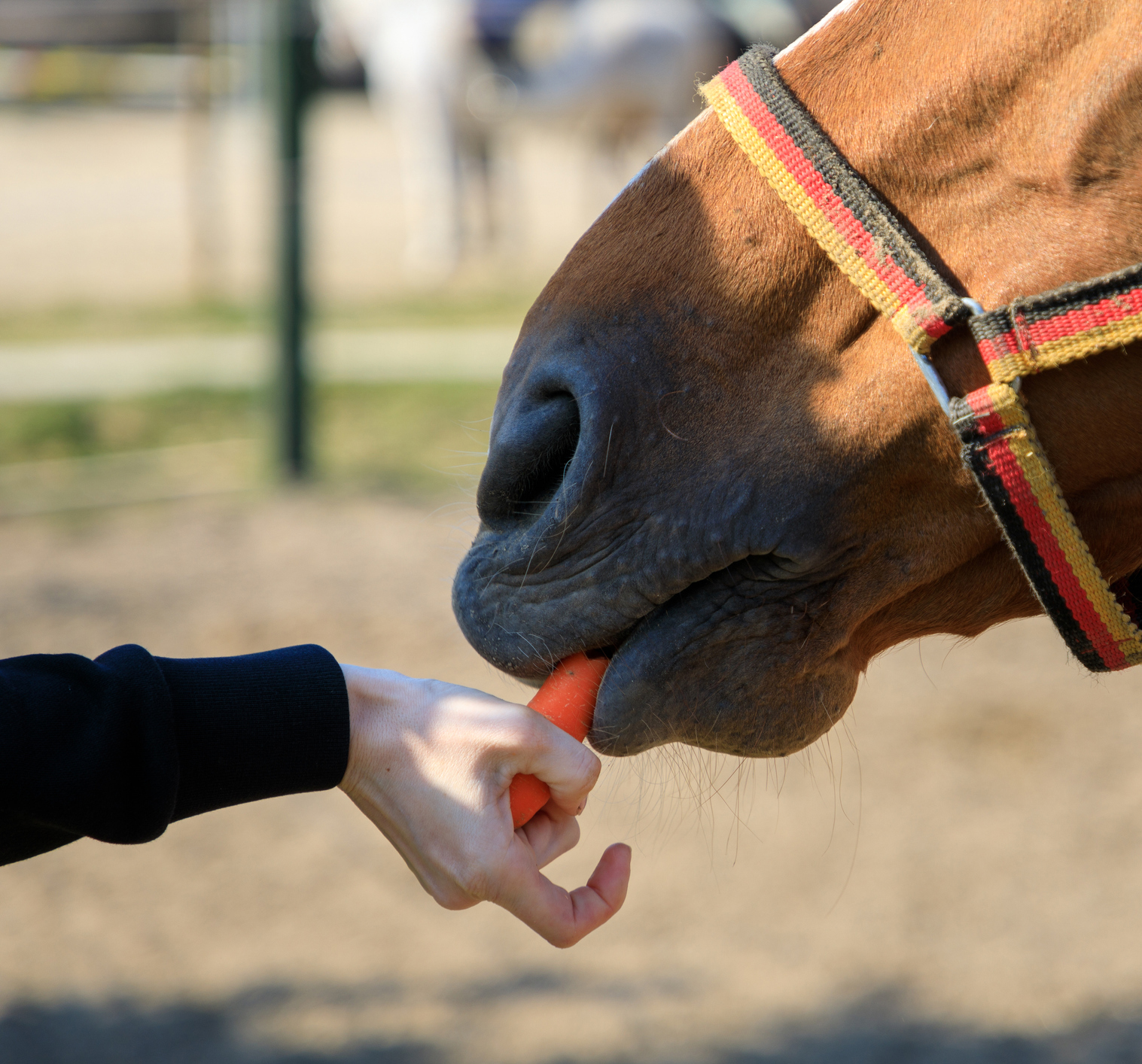 Allianz - Pferd Klickertraining: Pferd bekommt Karotte als Belohnung