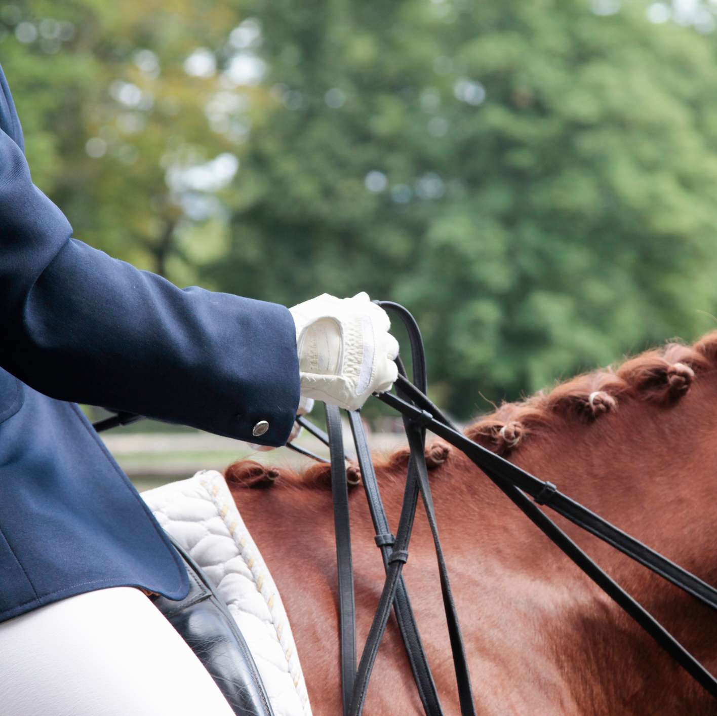 Allianz - Pferd Klickertraining: Dressur-Reiter auf Pferd - hält die Zügel in der Hand