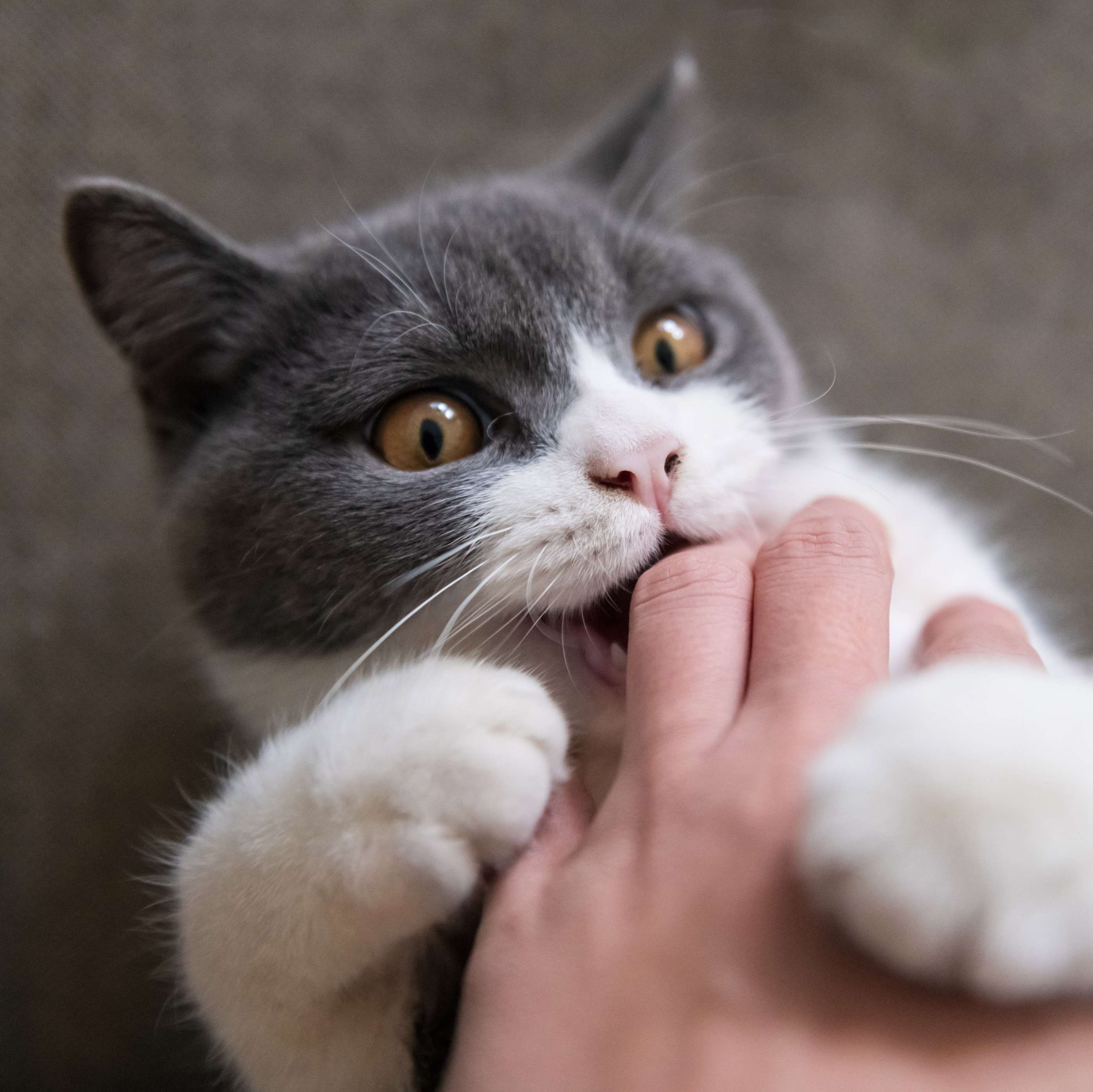 Katzen Haftpflichtversicherung: Getigerte Katze liegt auf dem Schoß einer Frau, krallt sich ihn ihre Hand und beißt ihr in die Finger