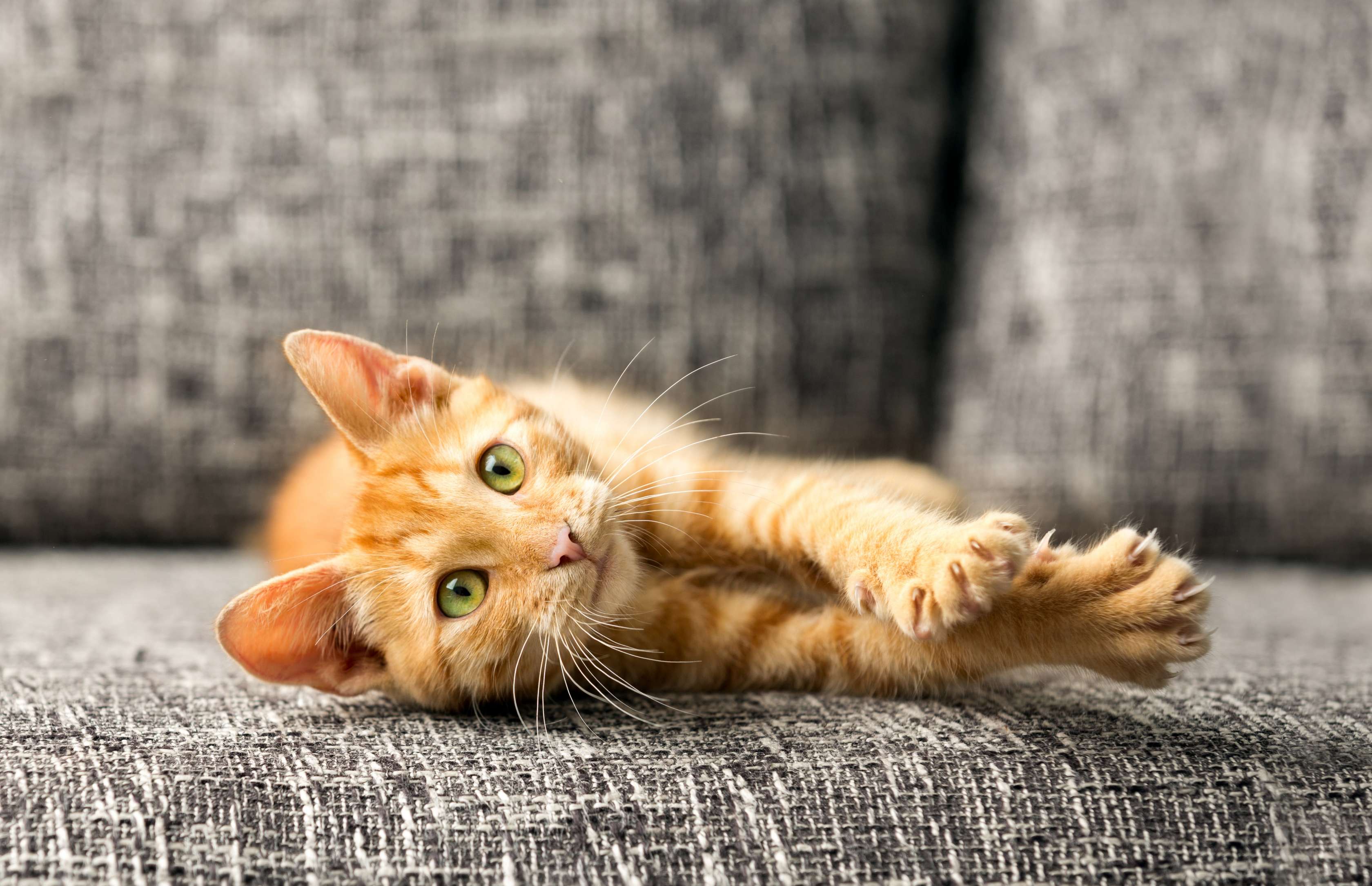 Haftpflichtversicherung Katze: Rot getigerte Katze räkelt sich mit ausgefahrenen Krallen auf dunkelgrauem Sofa.