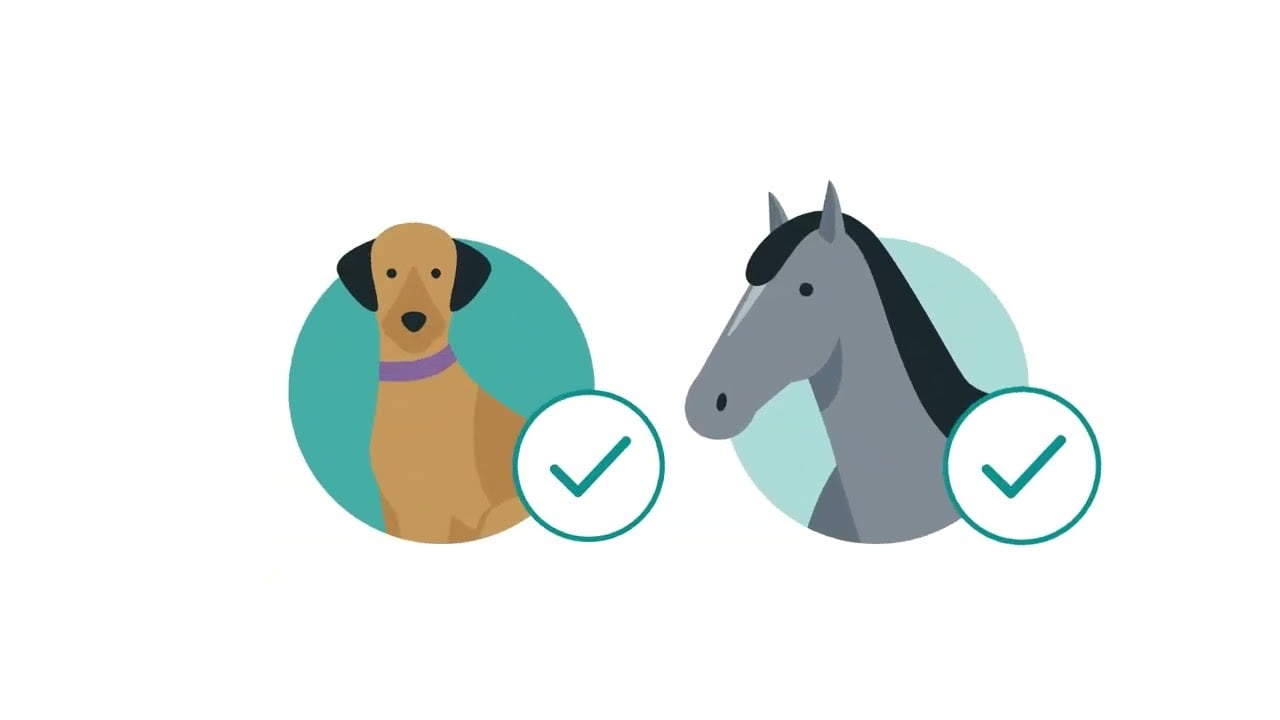 Trotz der besten Erziehung können Haustiere Schäden verursachen und das oft schneller als gedacht. Beißt der geliebte Vierbeiner das Sofa eines Bekannten kaputt, kann ein einfacher Besuch schnell sehr kostspielig werden. Aber nicht nur im privaten Bereich kann das Haustier Schäden verursachen. Auch Schäden an gemieteten Objekten sind möglich, wenn das Pferd beispielsweise Stallungen beschädigt. Eine Tierhalterhaftpflichtversicherung der Allianz schützt in solchen Situationen. Wenn der geliebte Vierbeiner mal Unsinn macht, kümmert sich die Allianz um die Schadensersatzansprüche. Je nach Bedarf für Hunde- oder Pferdehalter. Sowohl die Hundehalter- als auch die Pferdehalterhaftpflichtversicherung bietet einen Schutz nach Maß. Wählbar sind die Tarife Smart, Comfort und Premium, wobei der Premium-Tarif eine Versicherungssumme von 100 Millionen Euro abdeckt. Das Beste? Neben Ihnen sind auch Reitbeteiligte oder Miteigentümer mitversichert. So können Sie Ihr Tier getrost aus der Hand geben, ohne etwas befürchten zu müssen. Wir sind für Sie da. Persönlich. Digital.