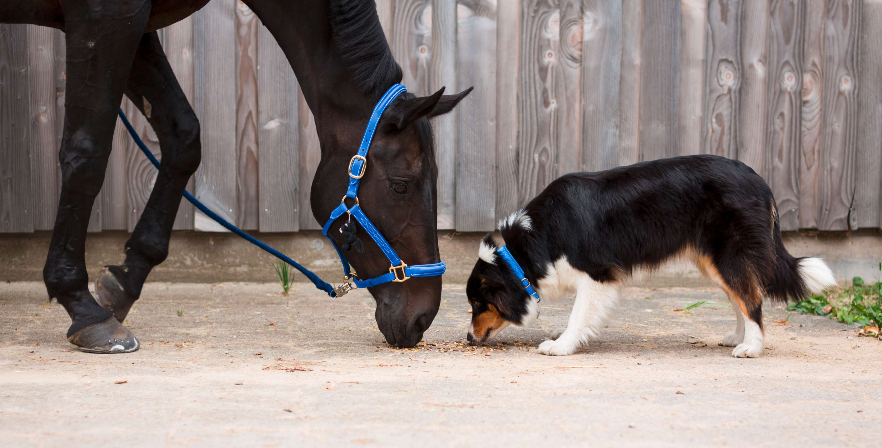 Tierhalterhaftpflicht: Pferd und Hund beschnuppern sich