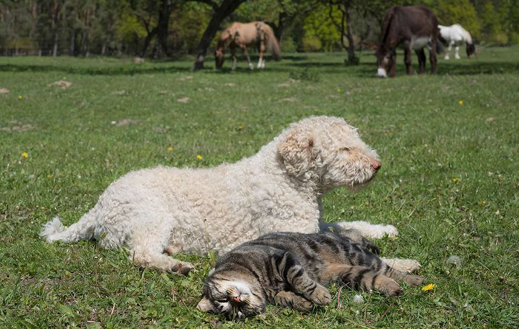 Tierversicherung: Die wichtigsten Versicherungen für Katze, Hund und Pferd