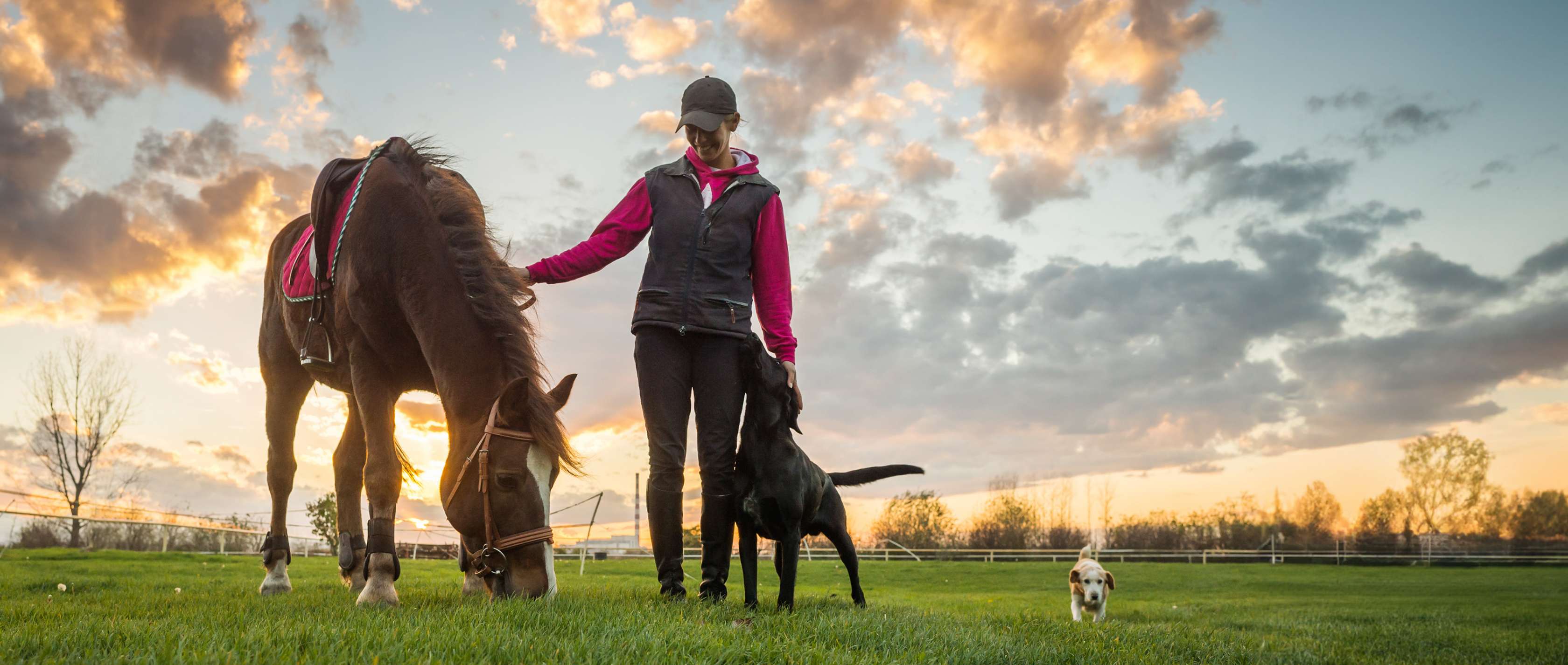 Tierversicherung Auszeichnungen: Eine Frau steht mit einem Pferd und zwei Hunden bei Sonnenuntergang auf einer Wiese 