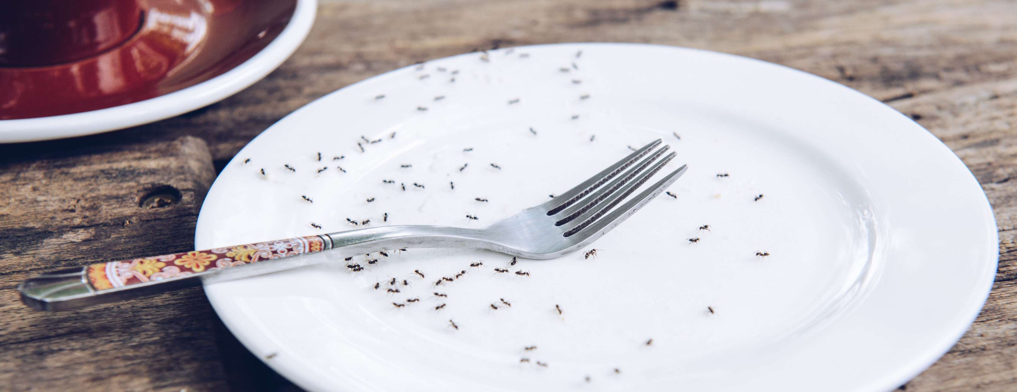 Ameisen im Haus Ursache: Ameisen tummeln sich auf leerem Kuchenteller