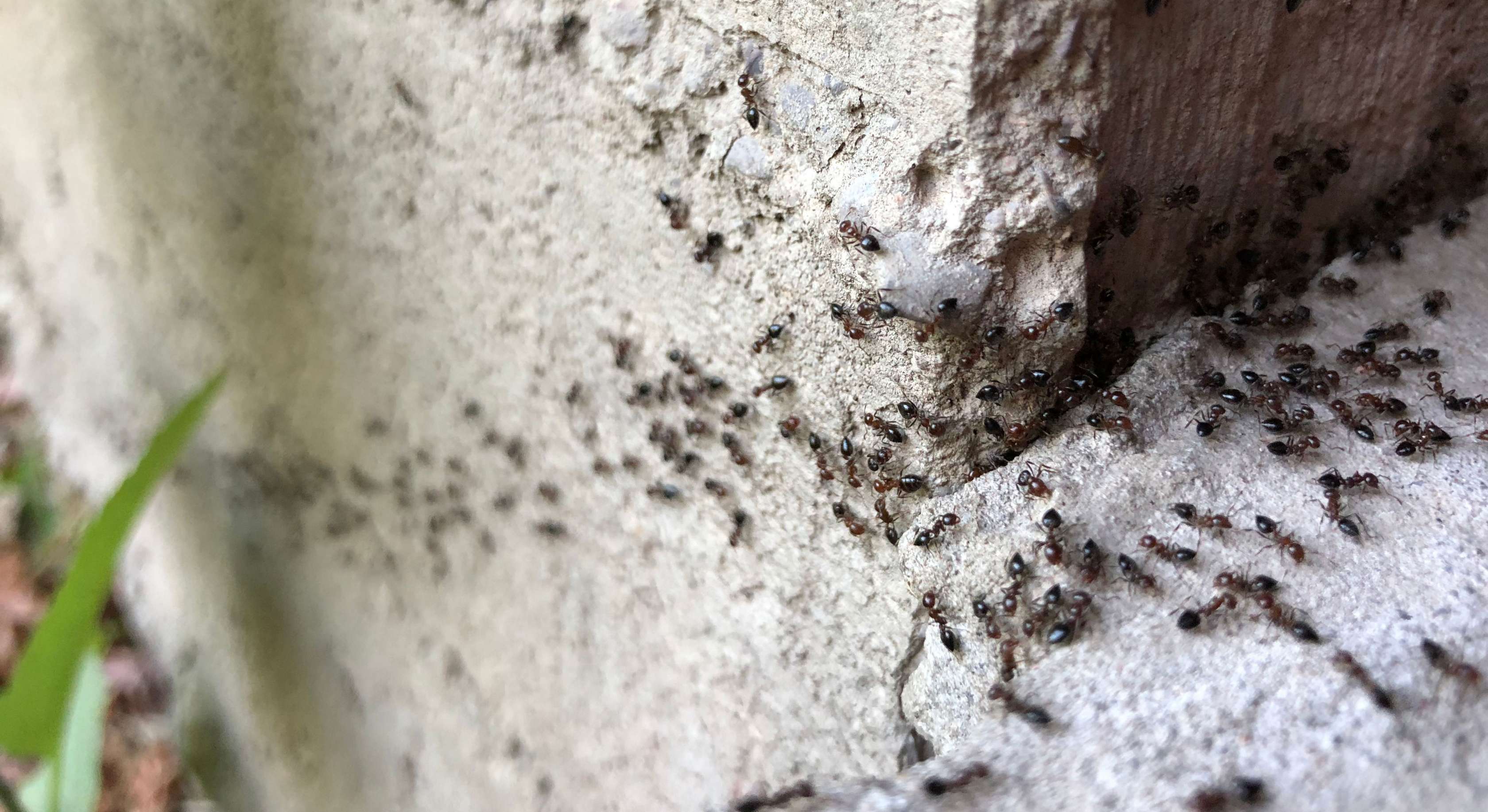 Ameisen im Haus: Ameisen gelangen durch Ritze ins Haus