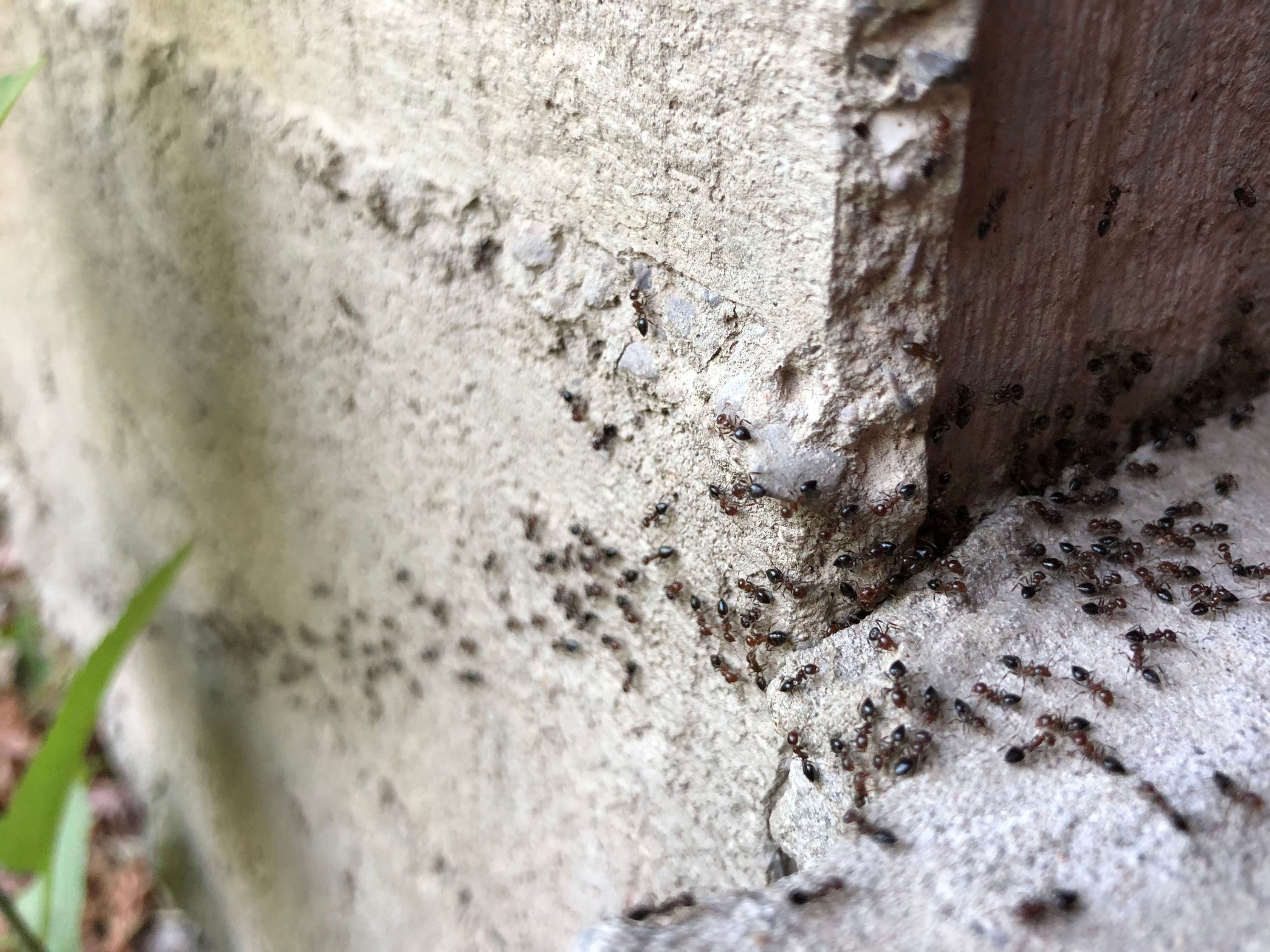 Zahlreiche Ameisen krabbeln an einer Wand entlang