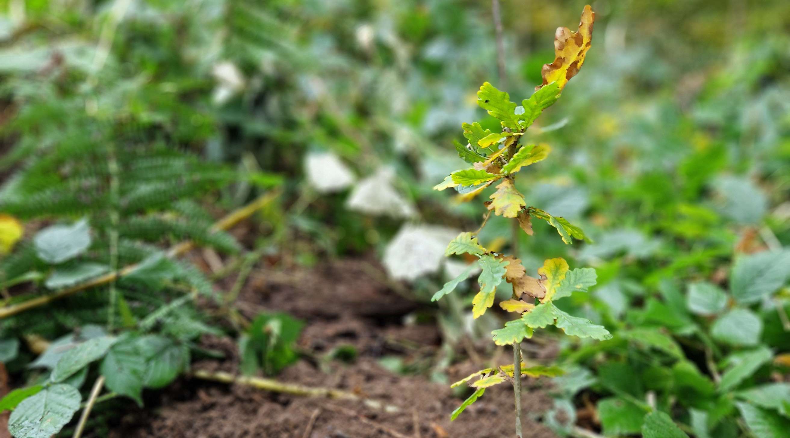 Allianz pflanzt Bäume in Partnerwerkstatt: Sprössling in der Erde