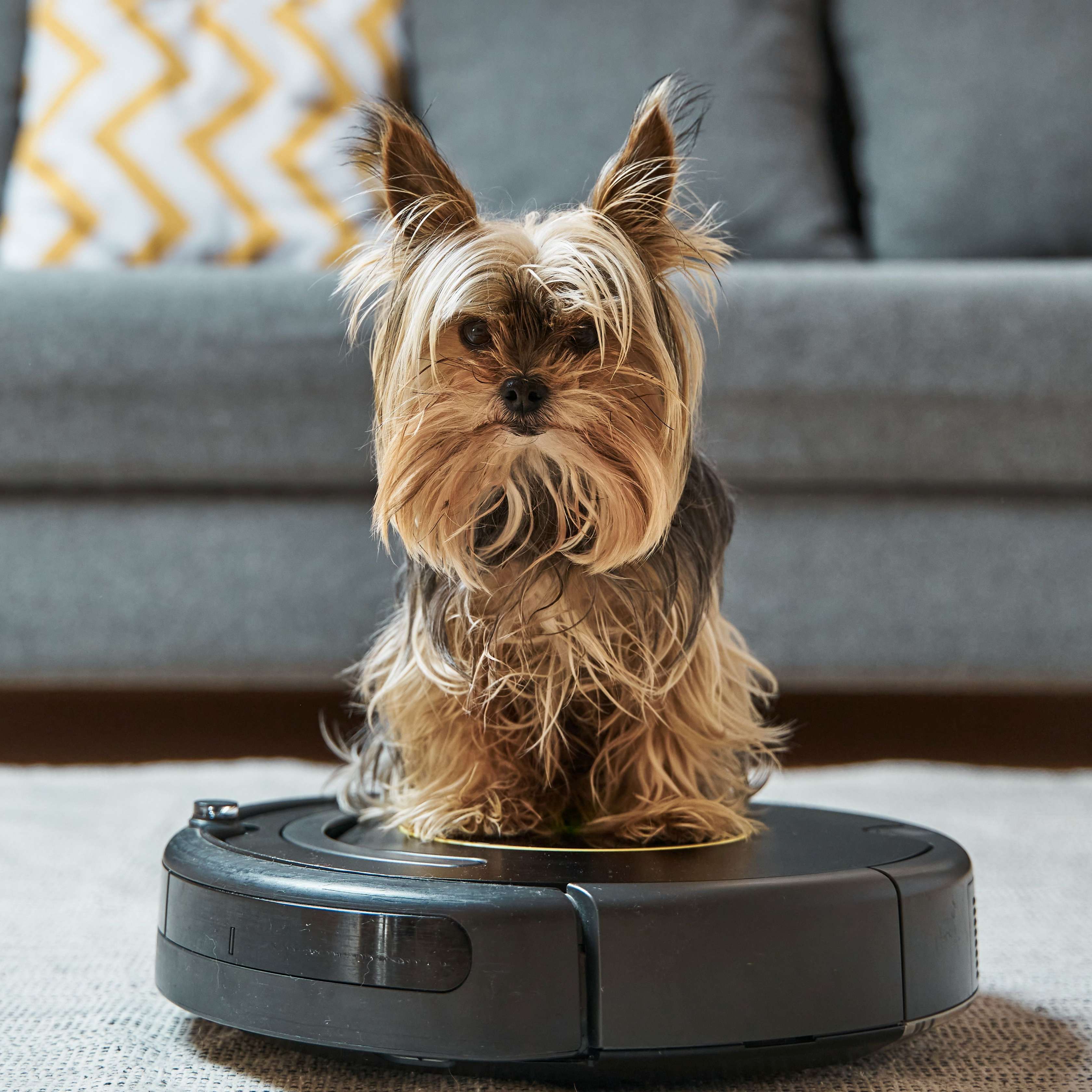 Das Bild zeigt einen Hund sitzend auf einem Staubsaugerroboter, der auf dem Wohnzimmerteppich vor dem Sofa steht.