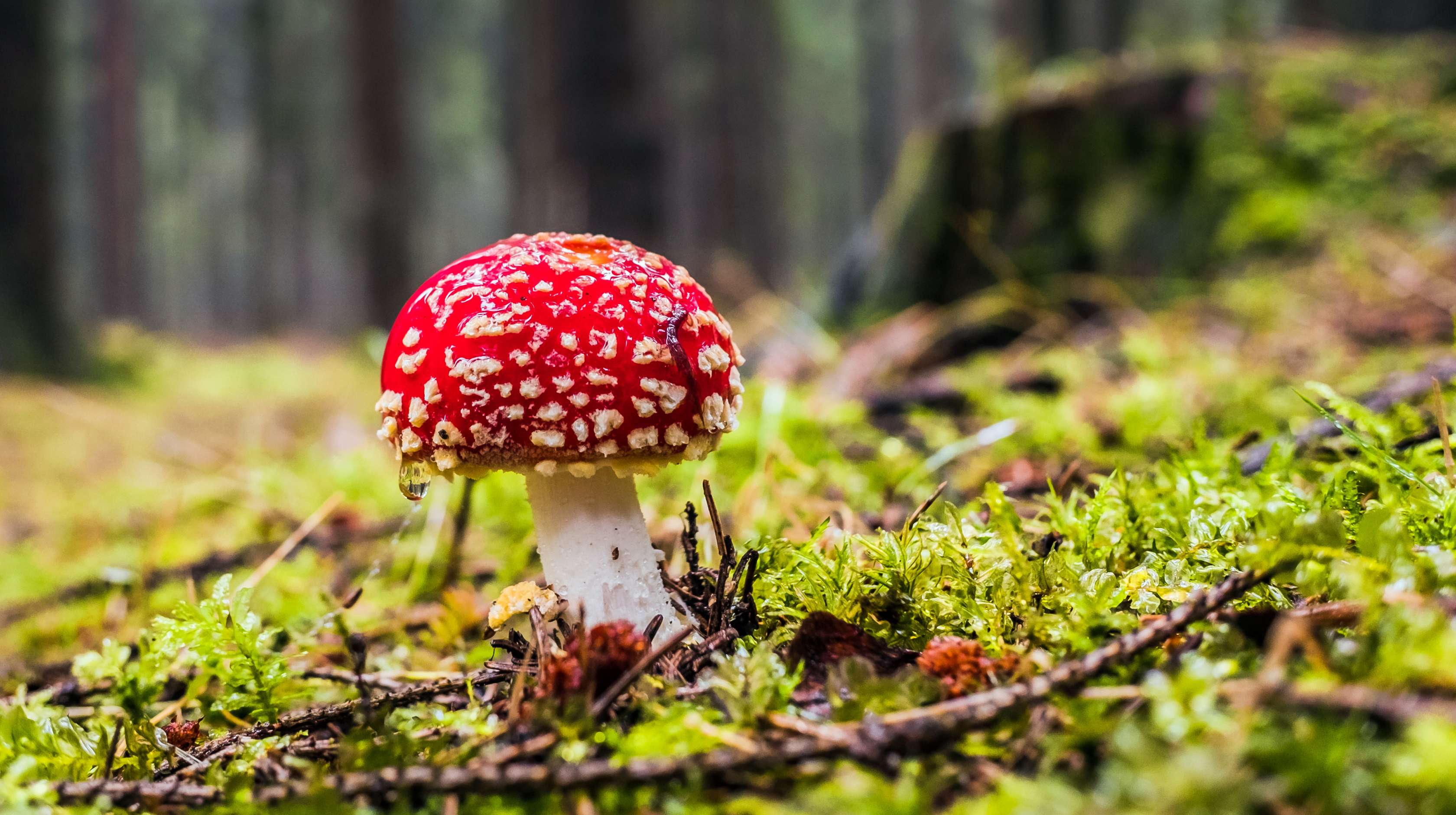 Allianz Unfallversicherung – Vergiftung: Ein Fliegenpilz steht im Wald